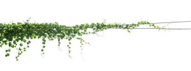 istock green Ivy plants hanging on electrical wires isolate white background 1146139506