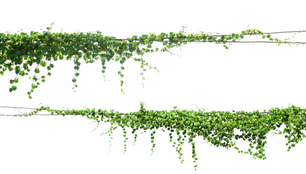 istock green Ivy plants hanging on electrical wires isolate white background 1146139508