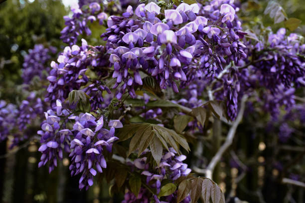 purple wisteria flowers in nara park, japan - efflorescent imagens e fotografias de stock
