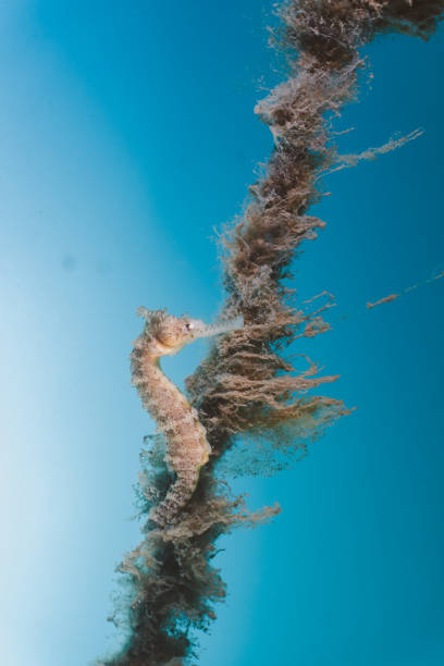 istock Sea Horse holding to a rope underwater 1146140471