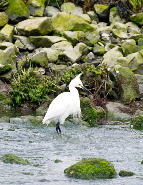 istock egret in water near rocky beach 1146141129