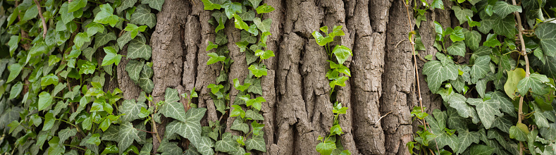 Spring background with tree bark and ivy. Springtime.