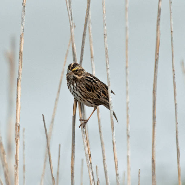 savannah sparrow perching on reed - passerculus sandwichensis imagens e fotografias de stock