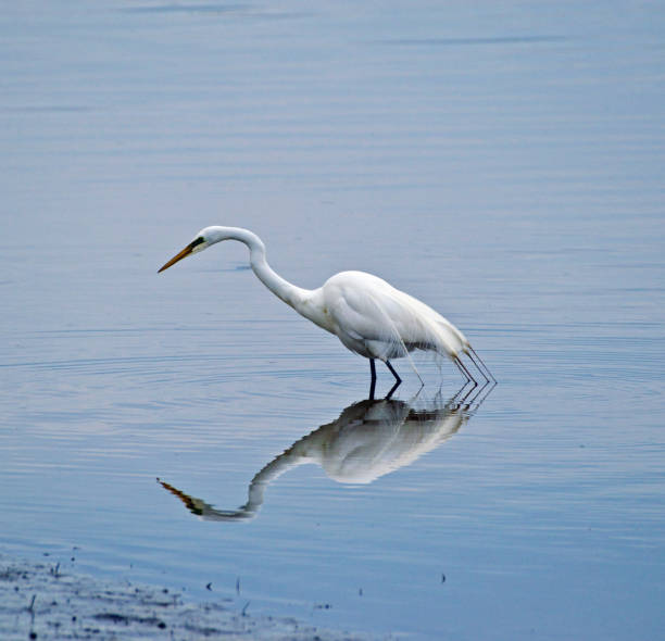 istock Beautiful snowy egret in pond with reflection in water 1146141245