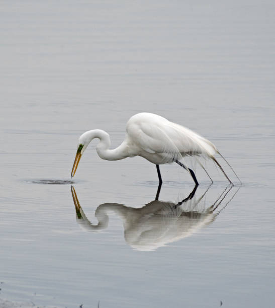 istock Beautiful snowy egret in pond with reflection in water 1146141246