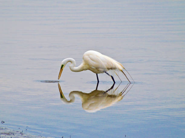 istock Beautiful snowy egret in pond with reflection in water 1146141257