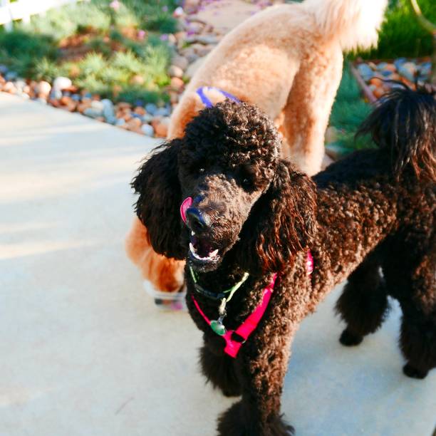 istock Poodle with funny facial expressions 1146142092