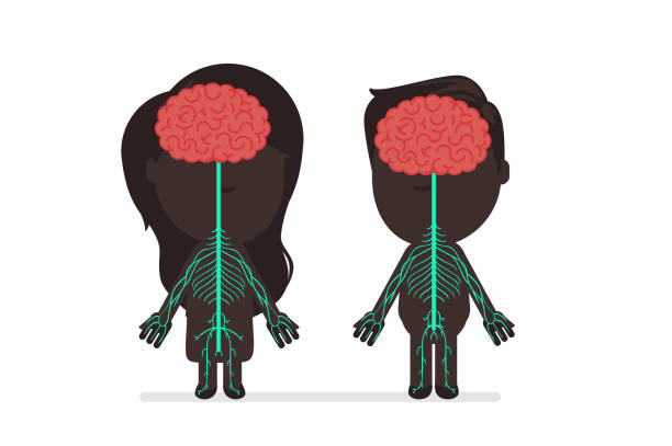 stockillustraties, clipart, cartoons en iconen met menselijk lichaam anatomie - neurology child