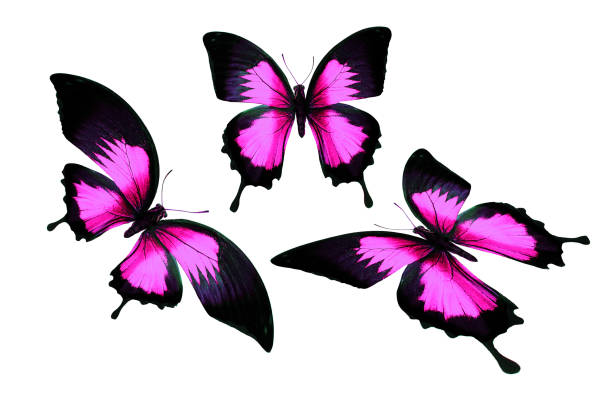 istock set of colored tropical butterflies isolated on white background 1146143142