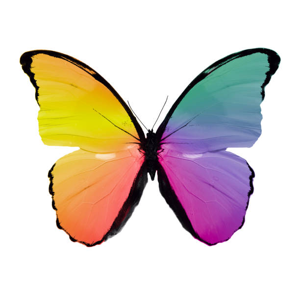 istock tropical colorful butterfly isolated on white background 1146143200