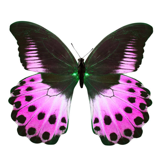 istock tropical purple butterfly. isolated on white background 1146143209