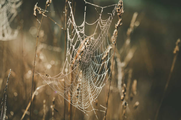 istock Cobweb with dew drops shining in the sun on blurred background 1146143801