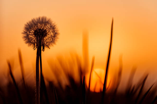istock Silhouette of dandelion, sunset is sun on background 1146144474