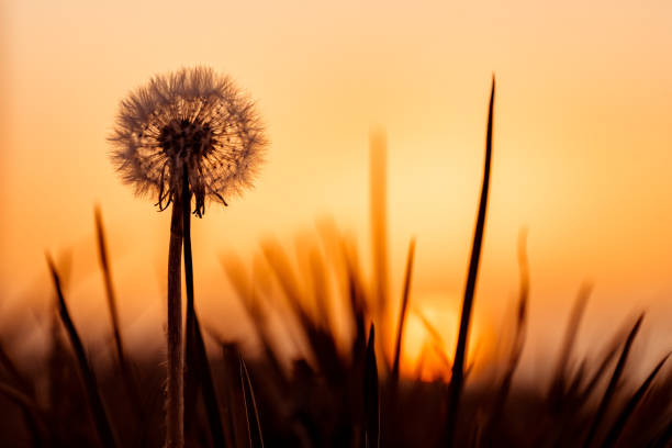 Silhouette of dandelion, sunset is sun on background