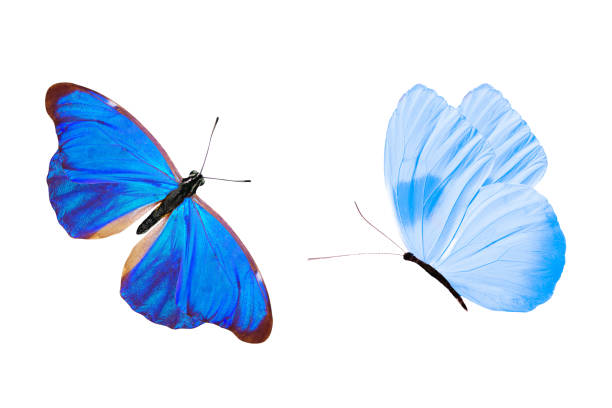 istock tropical blue butterfly. isolated on white background 1146144761