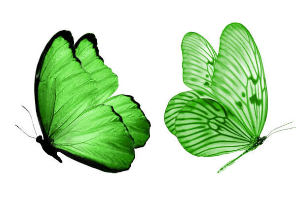 istock green butterflies. Isolated on white background. color insect. 1146144766