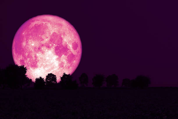 Full Strawberry Moon back silhouette trees in the field Full Strawberry Moon back silhouette trees in the field, Elements of this image furnished by NASA red full moon stock pictures, royalty-free photos & images