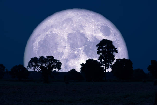 istock Super Buck Moon back silhouette trees in the field 1146146427