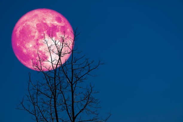 istock super corn planting moon back silhouette dry branch tree 1146147264