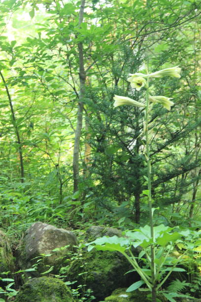 istock Cardiocrinum cordatum var. glehnii (Ooubayuri) 1146147476