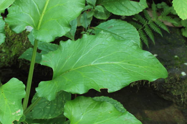 Cardiocrinum cordatum var. glehnii