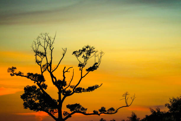 istock silhouette dry branch tree orange sunset sky 1146147686