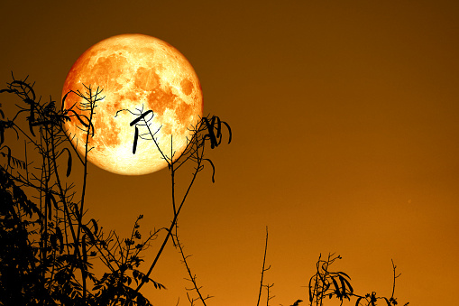 Full Fish Moon back on silhouette dry branch tree on night sky, Elements of this image furnished by NASA