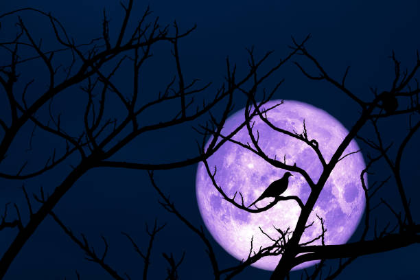 istock Full Corn Planting Moon back silhouette dry branch and bird on tree 1146148521