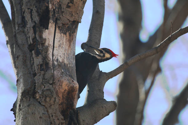 istock Pileated Woodpecker Eating 1146149331