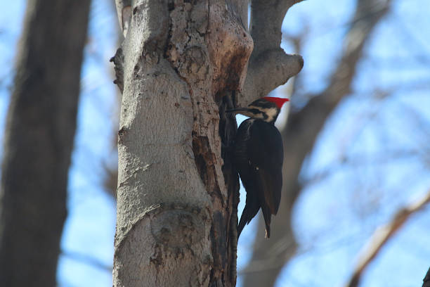 istock Pileated Woodpecker Eating 1146149352