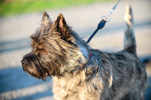 Cairn Terrier dog close-up standing in bright light of setting sun looking ahead