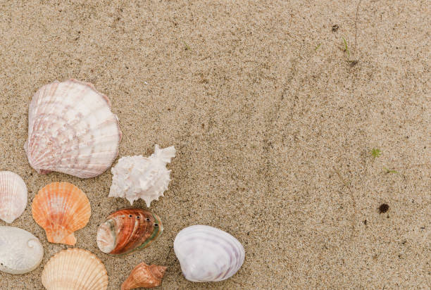 istock Top view of different sea shells on sand with copy space for text. Time to vacation 1146153040
