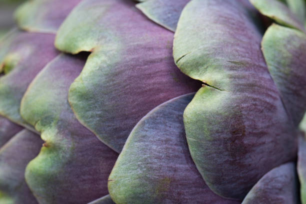 raw fresh atrichote macro - artichoke vegetable macro close up imagens e fotografias de stock