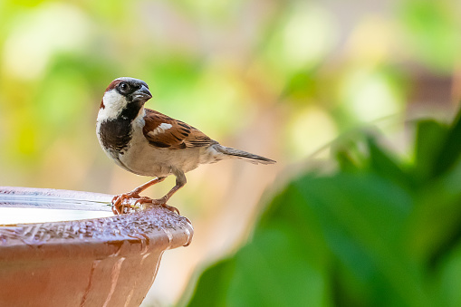 Male House Sparrow perching on clay bowl of water with blur background