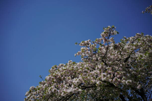 istock Cherry 'Mikado-yoshino' 1146156377