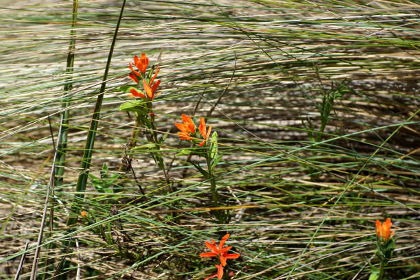 istock Orange flowers in the grass 1146159000