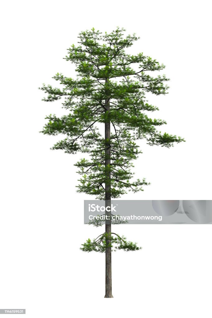 White Tree Rop View Tree Top View On White Background Stock Photo - Download Image Now ...
