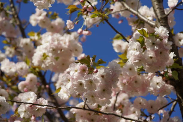 istock Cherry Satozakura 'Ichiyo' 1146159624