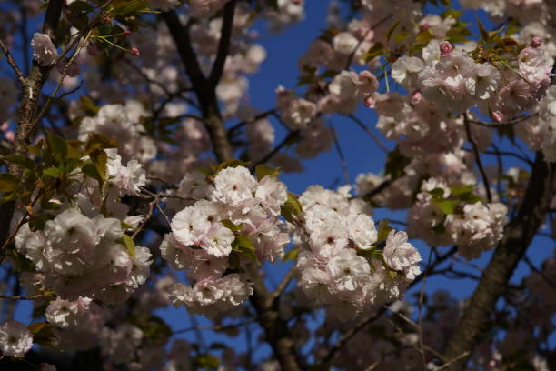 istock Cherry Satozakura 'Ichiyo' 1146159641