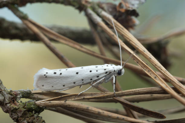 polilla de armiño, yponomeuta en aguja de pino - insect moth nature ermine moth fotografías e imágenes de stock