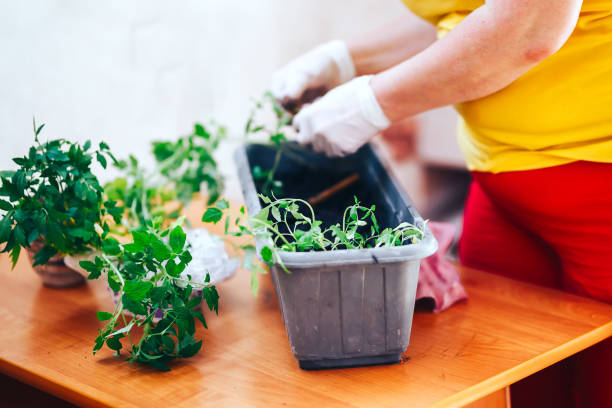 istock tomatoes seedlings at hands in gloves keep sprout is going o plant into plastic pot, transportayion before olant in ground outdoor 1146159967