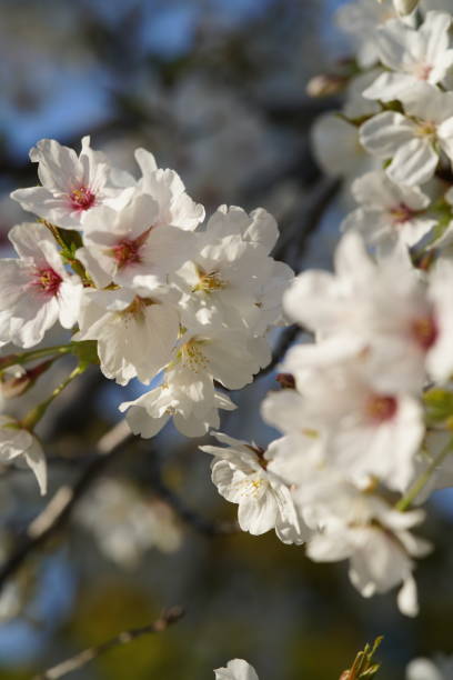 istock Cherry Somei-yoshino 'Shouwazakura' 1146161108
