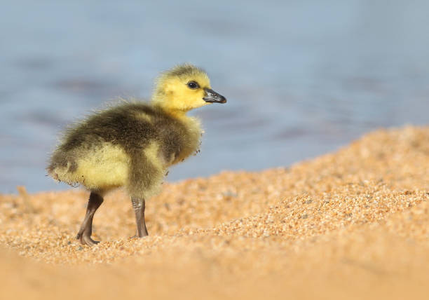 istock Baby Canada Goose walking on the Beach 1146161988