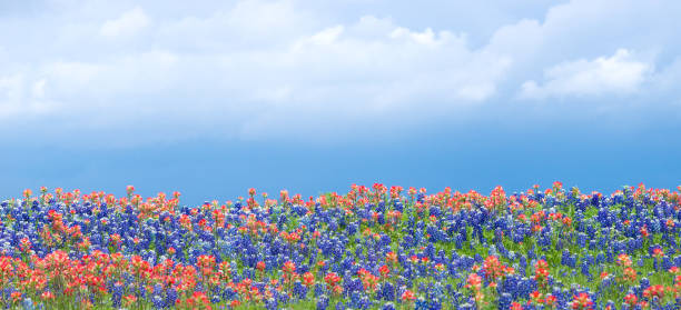 Texas bluebonnets and Indian Paintbrush wildflowers