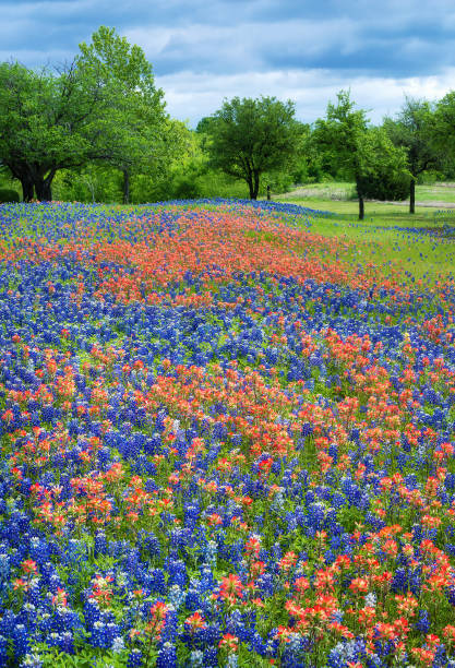 istock Wildflower field in Texas spring 1146162077