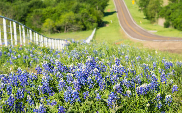 Texas Bluebonnets along the side of the rolling road Bluebonnets and yellow wildflowers along the side of the rolling road with white fence in Texas texas bluebonnet stock pictures, royalty-free photos & images