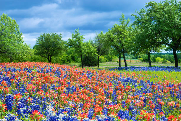 istock Wildflower field in Texas spring 1146162666