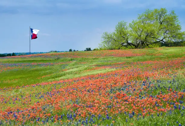 Blooming field of Texas bluebonnet and Indian Paintbrush wildflowers in the spring. Texas flag waving in the wind against blue sky in the background.