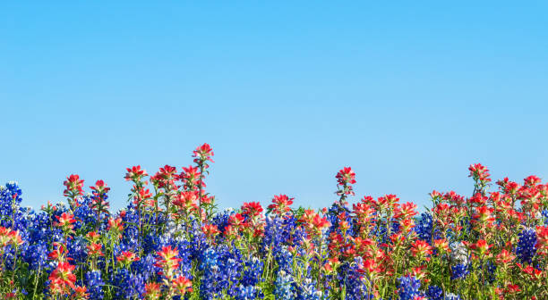 istock Texas bluebonnet and Indian Paintbrush wildflowers 1146162786