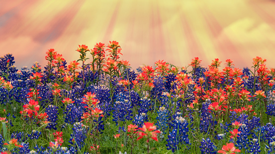 Texas bluebonnets and Indian Paintbrush wildflowers blooming on the meadow in spring. Beautiful setting sun sky background.